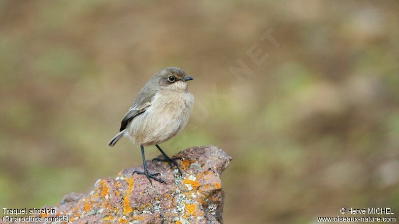 Moorland Chat