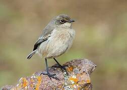 Moorland Chat