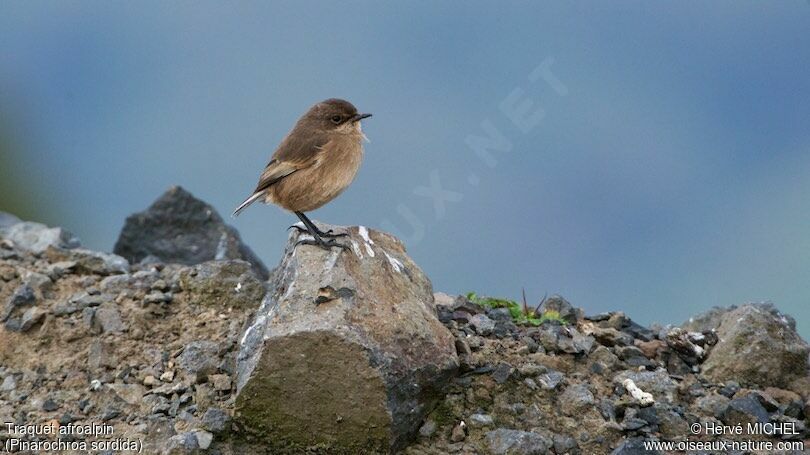 Moorland Chat