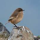 Traquet afroalpin