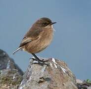 Moorland Chat