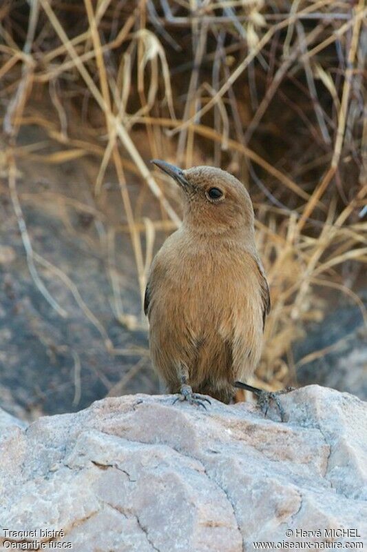 Brown Rock Chatadult