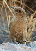 Brown Rock Chat