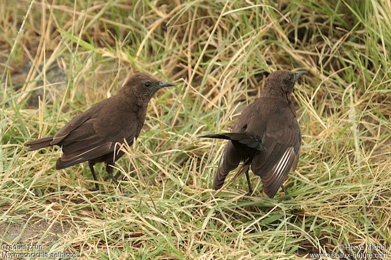 Anteater Chat 