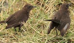 Anteater Chat