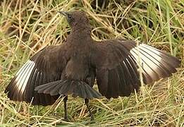 Anteater Chat