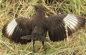 Anteater Chat