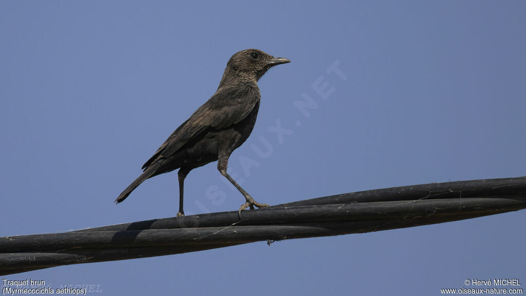 Anteater Chat