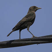 Anteater Chat