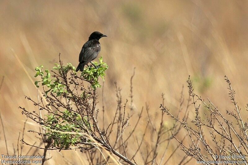 Sooty Chat male adult