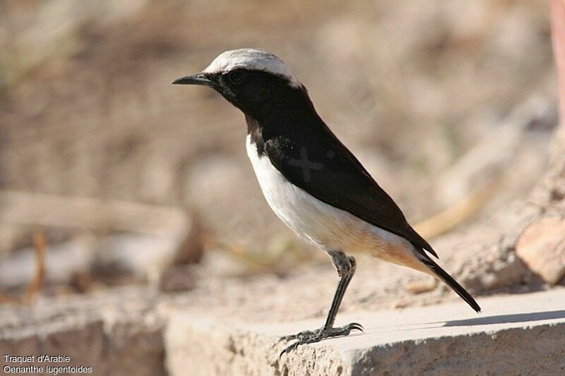 Arabian Wheatear male adult breeding, identification