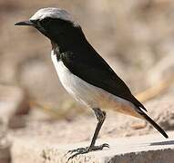 Arabian Wheatear