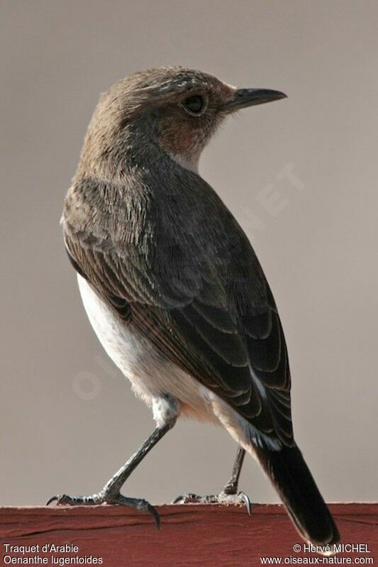 Traquet d'Arabie femelle adulte, identification