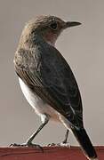 Arabian Wheatear