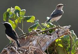 Arabian Wheatear