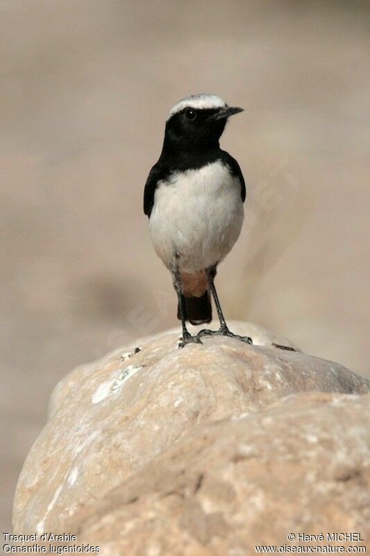 Arabian Wheatear male adult breeding, identification