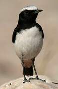 Arabian Wheatear