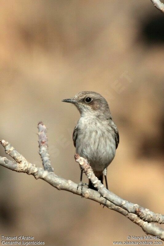 Traquet d'Arabie femelle adulte, identification