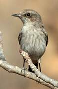 Arabian Wheatear