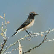 Cyprus Wheatear