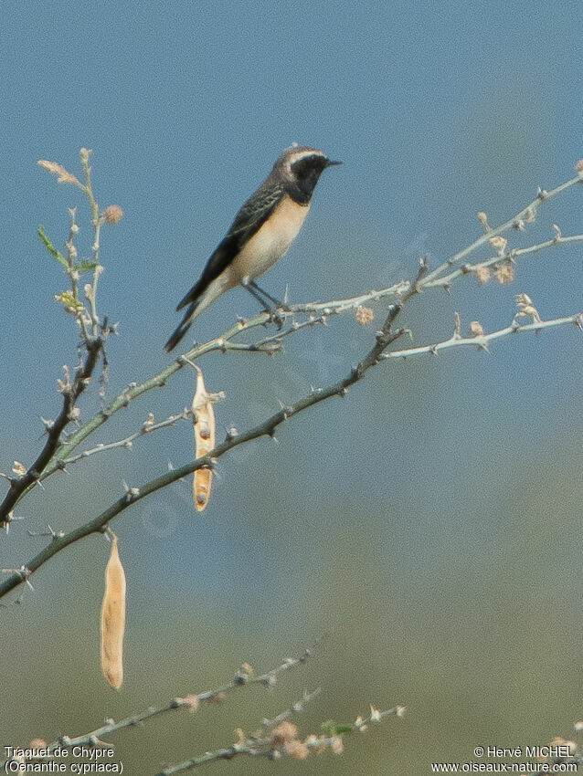 Cyprus Wheatear male adult post breeding