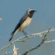 Cyprus Wheatear