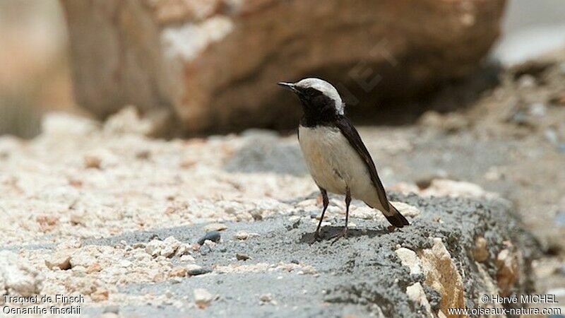 Finsch's Wheatear male adult breeding