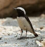 Finsch's Wheatear