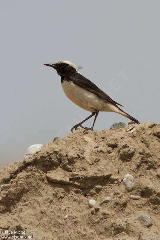 Finsch's Wheatear male adult breeding, identification