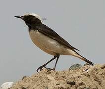 Finsch's Wheatear