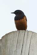 White-winged Cliff Chat