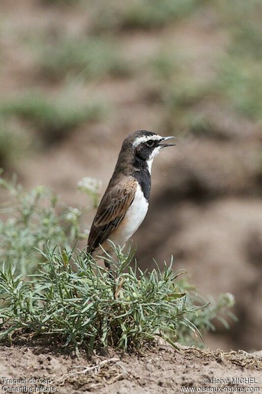 Capped Wheatear male adult breeding