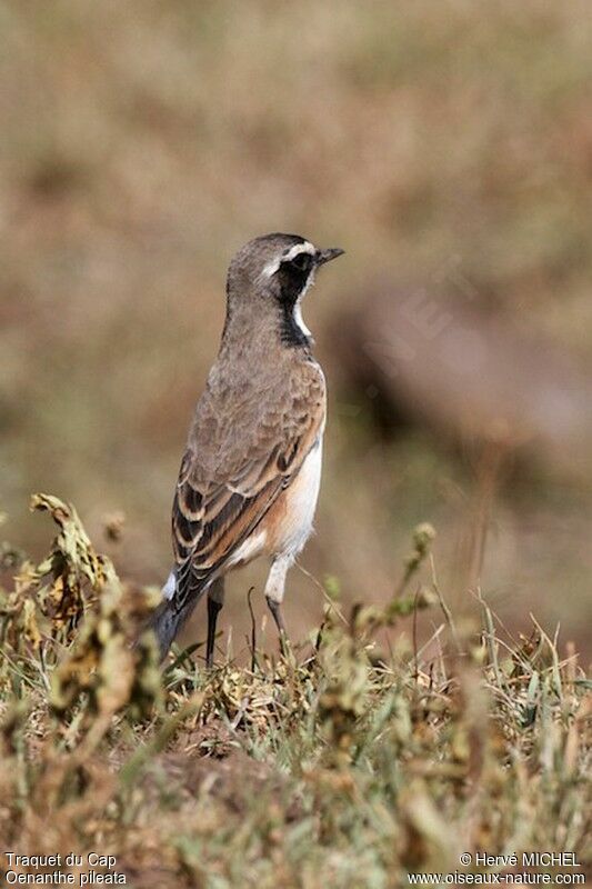 Capped Wheatear male adult breeding