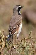 Capped Wheatear