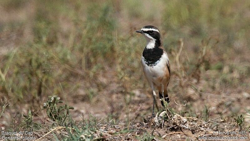 Capped Wheatearadult