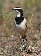 Capped Wheatear