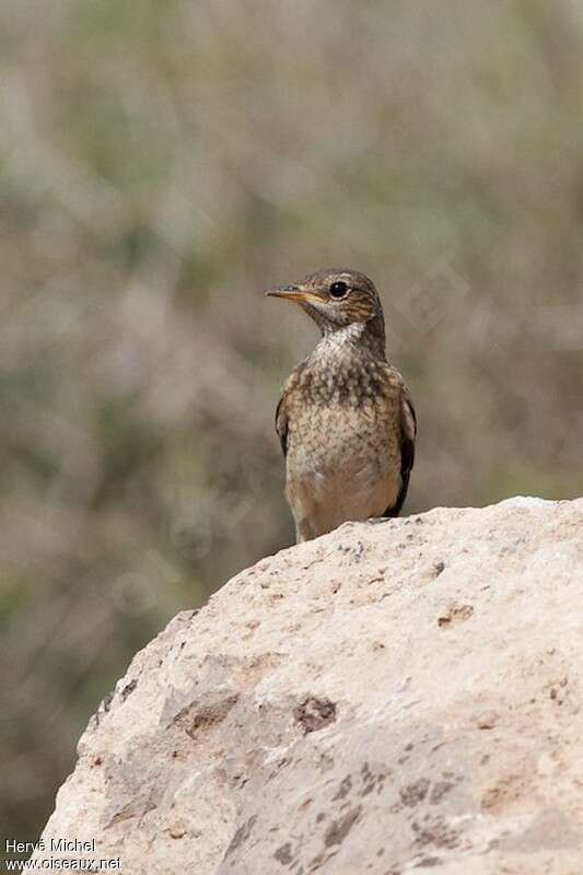 Capped Wheatearjuvenile, identification