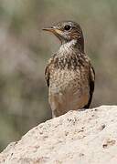 Capped Wheatear