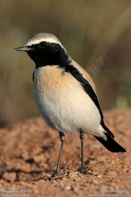 Desert Wheatear male adult breeding, identification