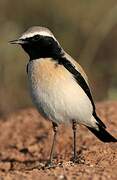 Desert Wheatear