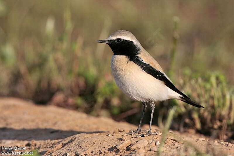 Desert Wheatear male adult breeding, identification