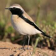 Desert Wheatear