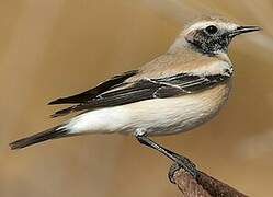 Desert Wheatear