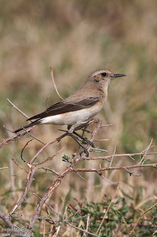 Desert Wheatear female adult breeding, identification, pigmentation, Behaviour