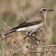 Desert Wheatear