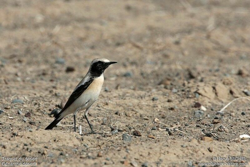 Desert Wheatear male adult post breeding, identification