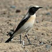 Desert Wheatear