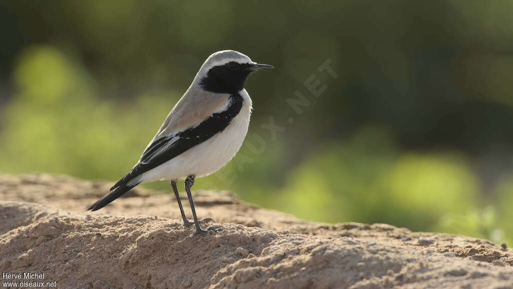 Desert Wheatear male adult breeding, habitat, pigmentation