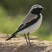 Desert Wheatear