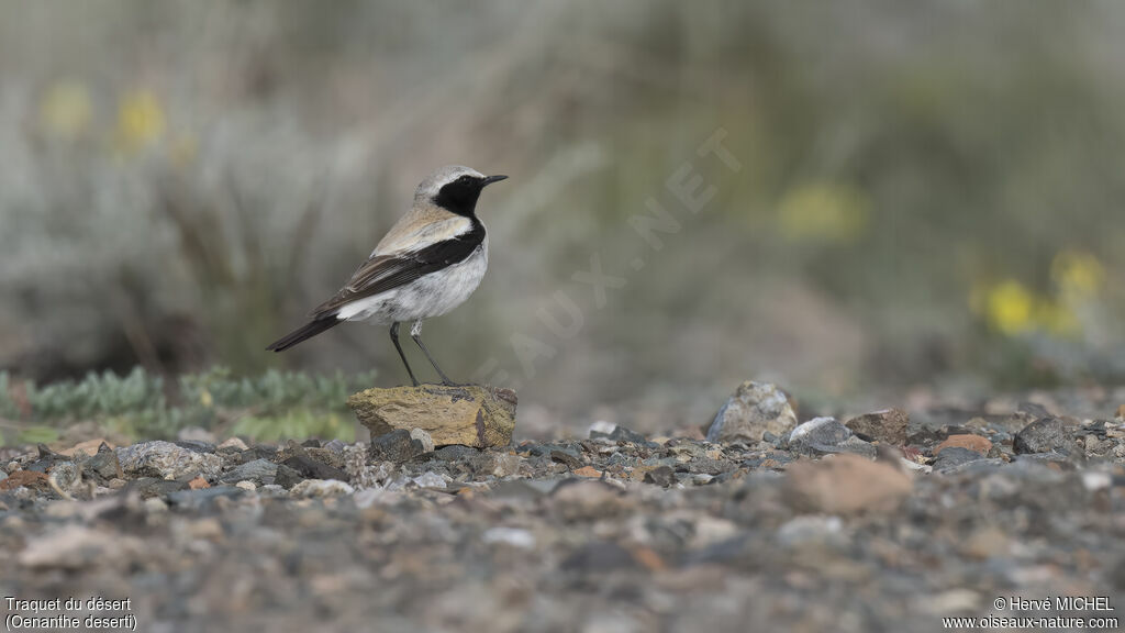 Desert Wheatear male adult breeding